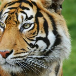 Meet your Posher, Jake